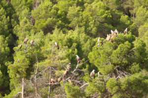 Buitres en pinos del Matarraña